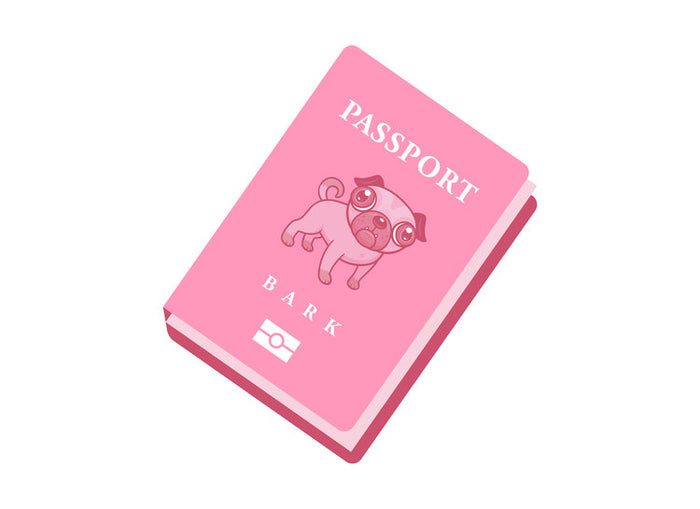 Travel Accessories