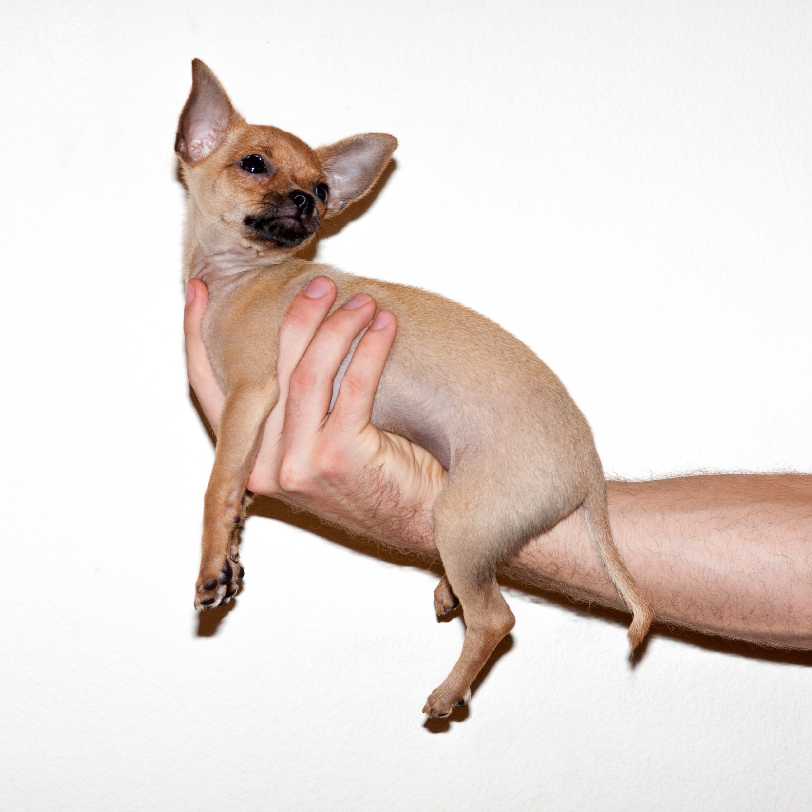 young dog