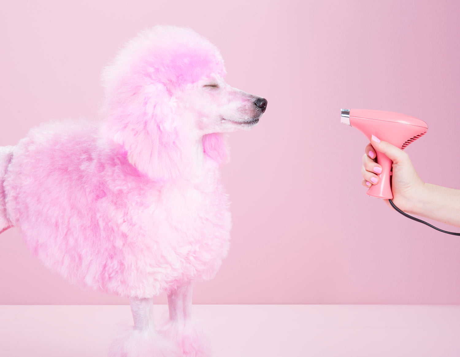 pink poodle