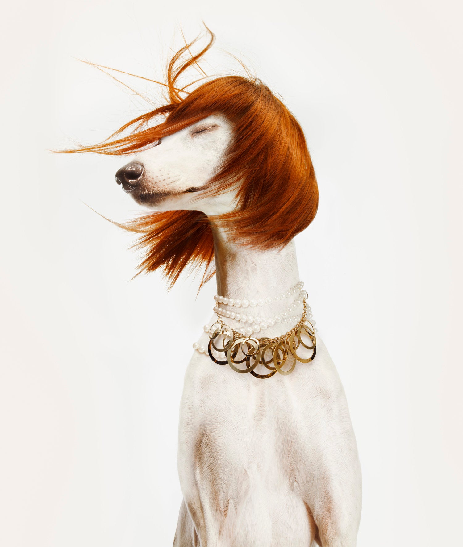 dog with red wig 