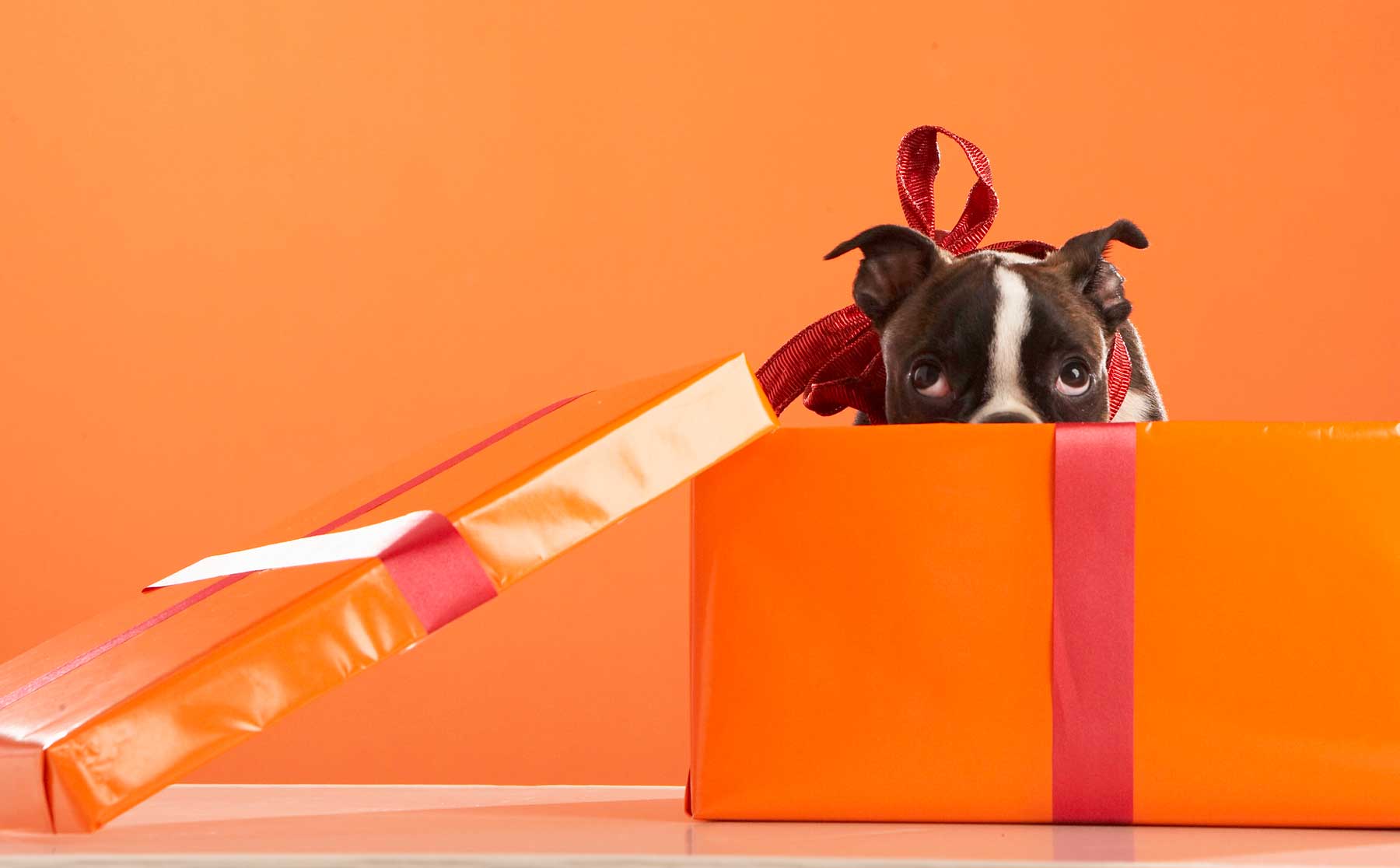 dog in gift box