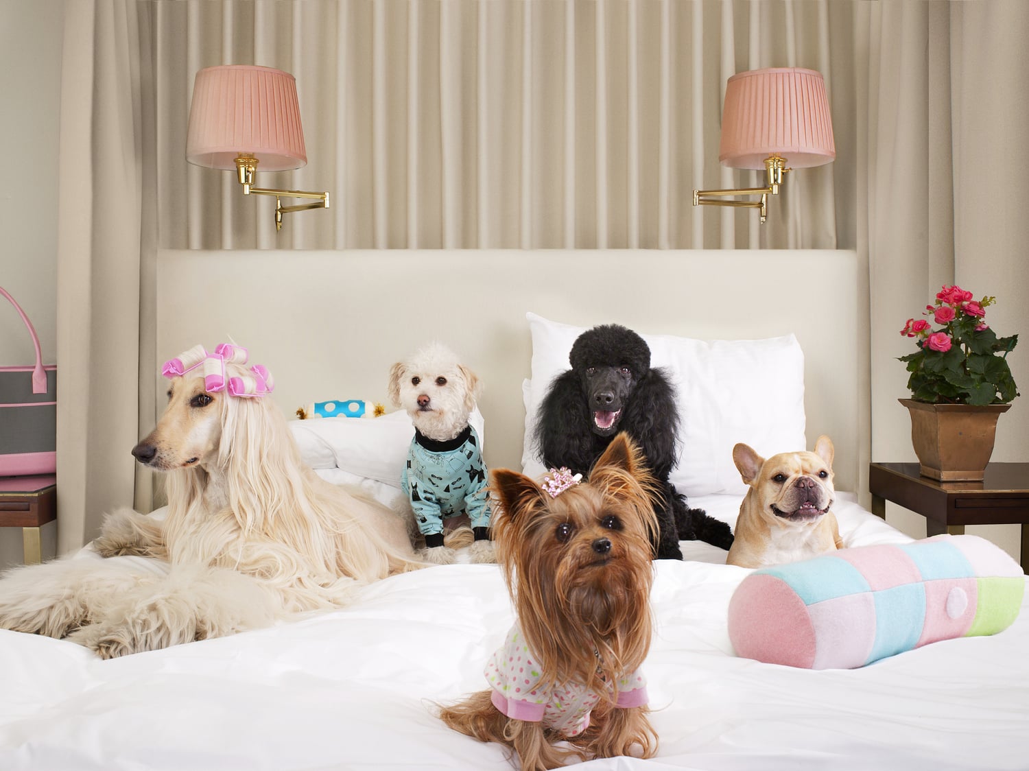dogs on bed