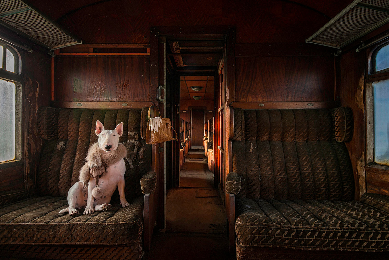 dogs on train