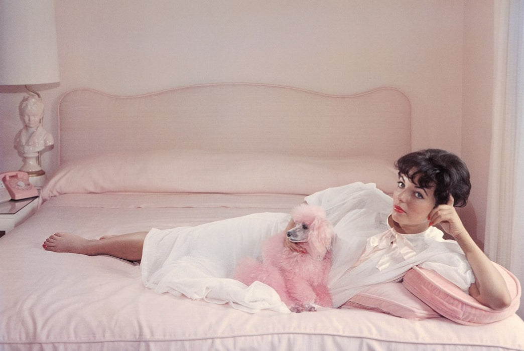 Squarespace. The Dog In Photography - 1839 to Today