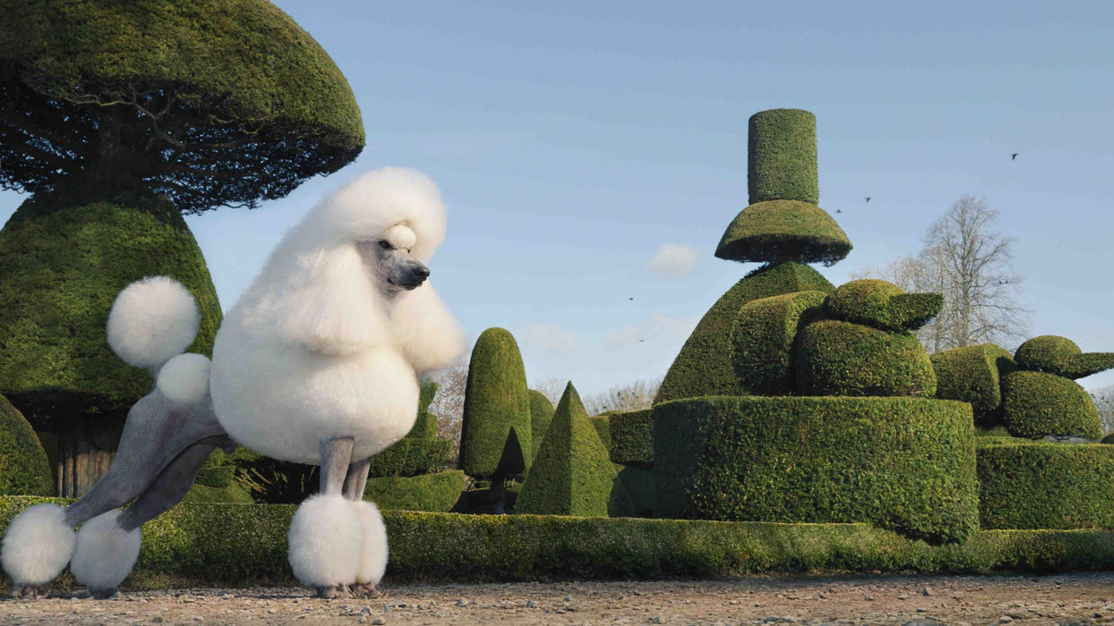 Squarespace. DOGS
