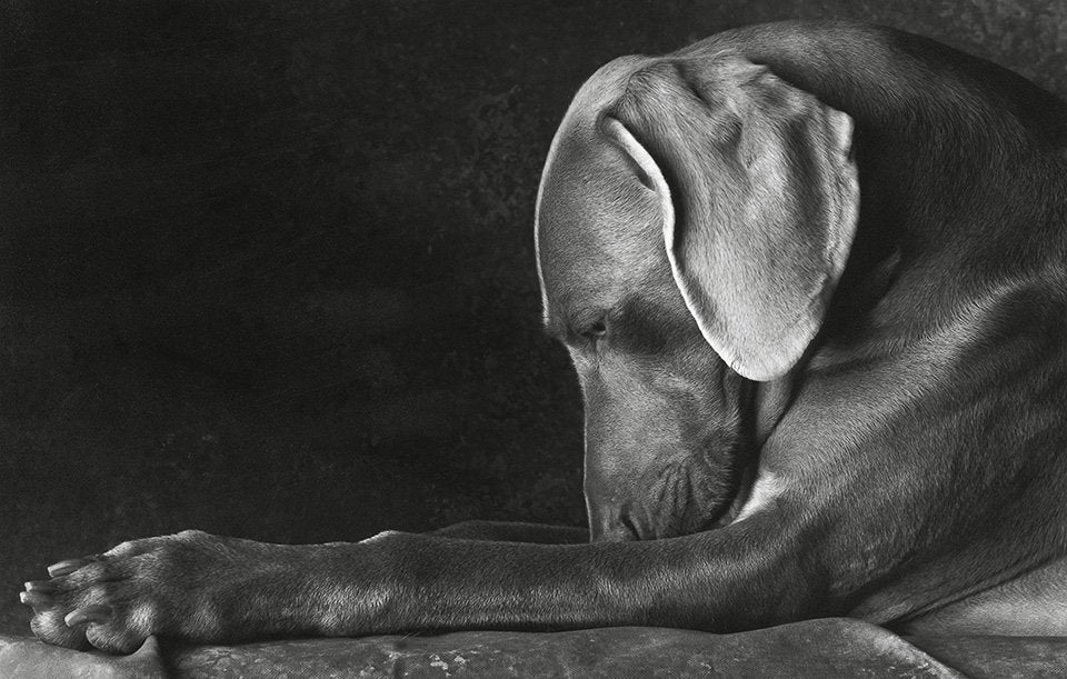 Squarespace. The Dog In Photography - 1839 to Today