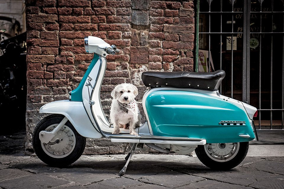 Squarespace. The Dog In Photography - 1839 to Today