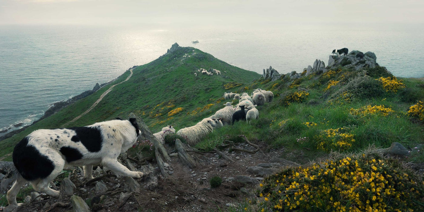 Squarespace. DOGS