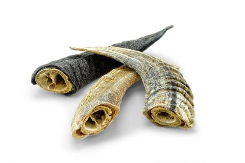 Icelandic Plus Lamb Horn