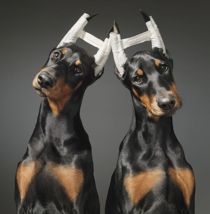 Squarespace. DOGS