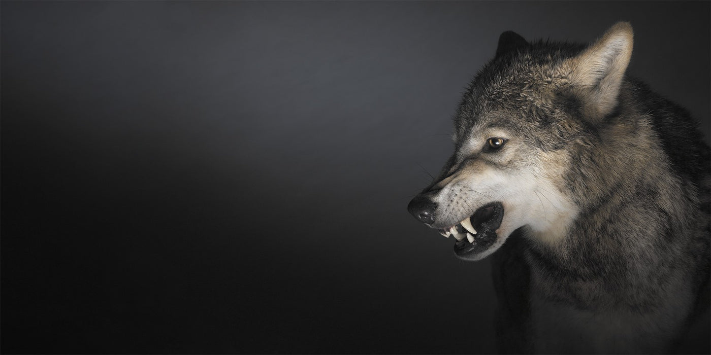 Squarespace. DOGS