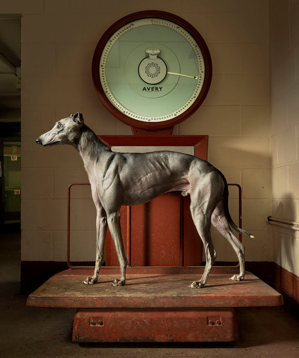 Squarespace. DOGS