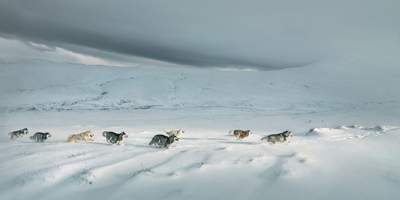 Squarespace. DOGS