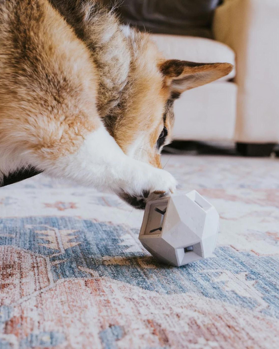Up Dog - The Odin Light Grey
