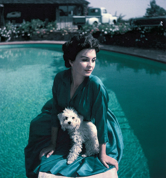 Squarespace. The Dog In Photography - 1839 to Today