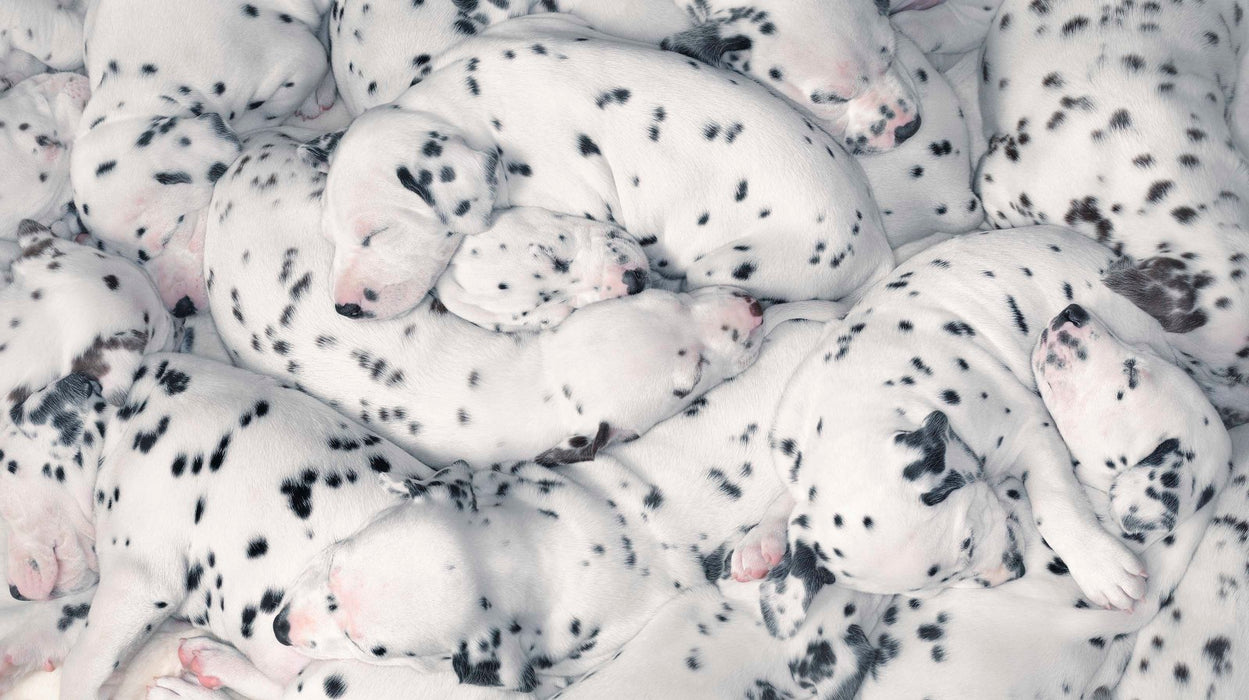 Squarespace. DOGS