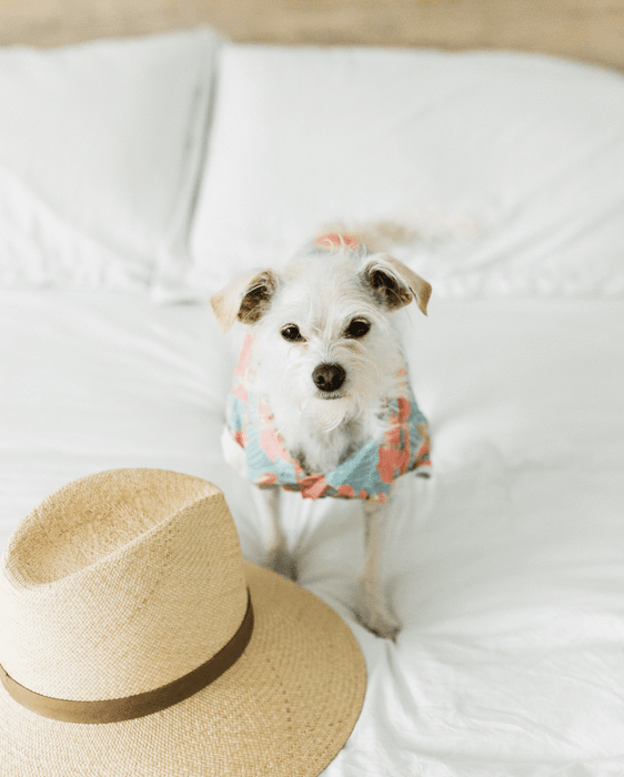 Dog Threads  Washed Out